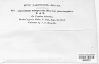 Lophiostoma triseptatum var. pluriseptatum image